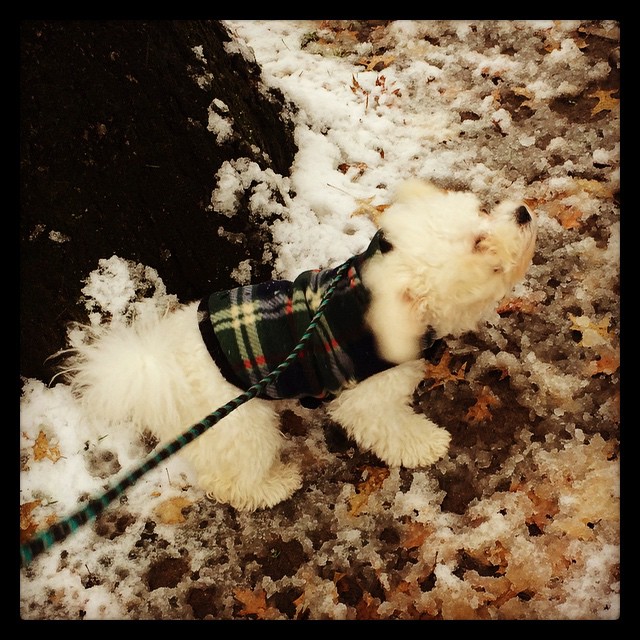 Eli in the snow - How to Beat the Winter Blah's