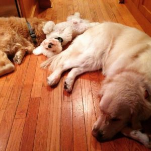 sleeping-dogs-kitchen