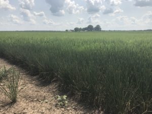 Greenville, MS Rice Farm