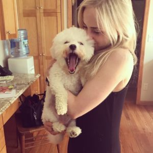 Bichon-yawning-dog